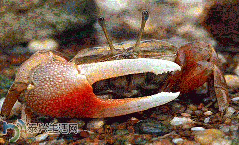 2.GIF