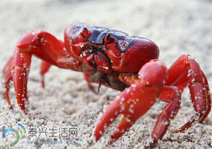 4.GIF
