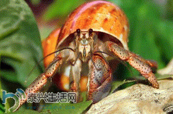 7.GIF