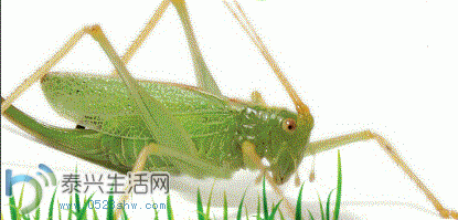 3.GIF