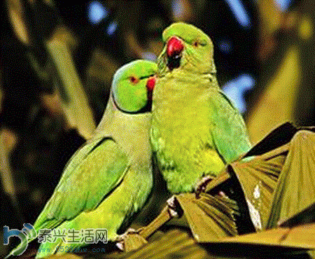 4.GIF