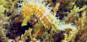 5.GIF