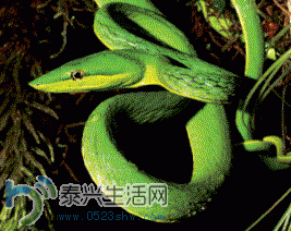 9.GIF