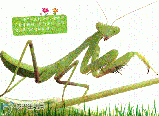 10.GIF
