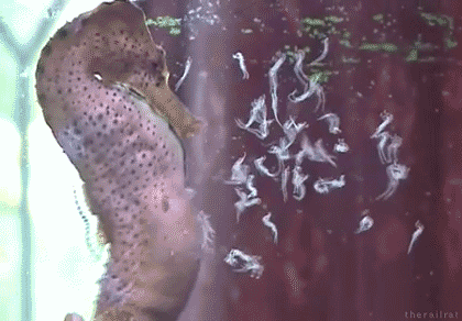 6.gif