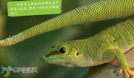 8.GIF