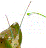 11.GIF