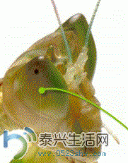12.GIF