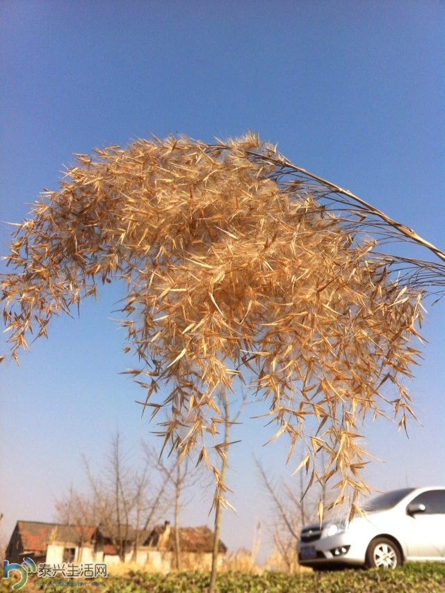 Ƭ2013 401.jpg