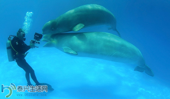 20140218112230de3d1_550.png