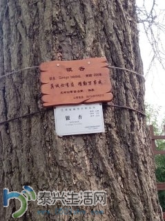 langshan3.jpg
