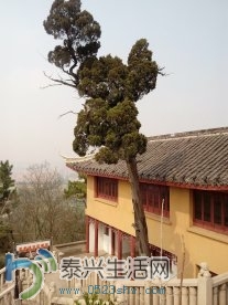 langshan12.jpg
