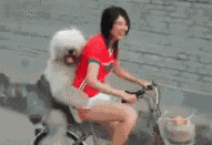 1_3b069fa65c394b1c88e2a24264f740b0_0.gif