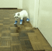 6597410615261345127.gif