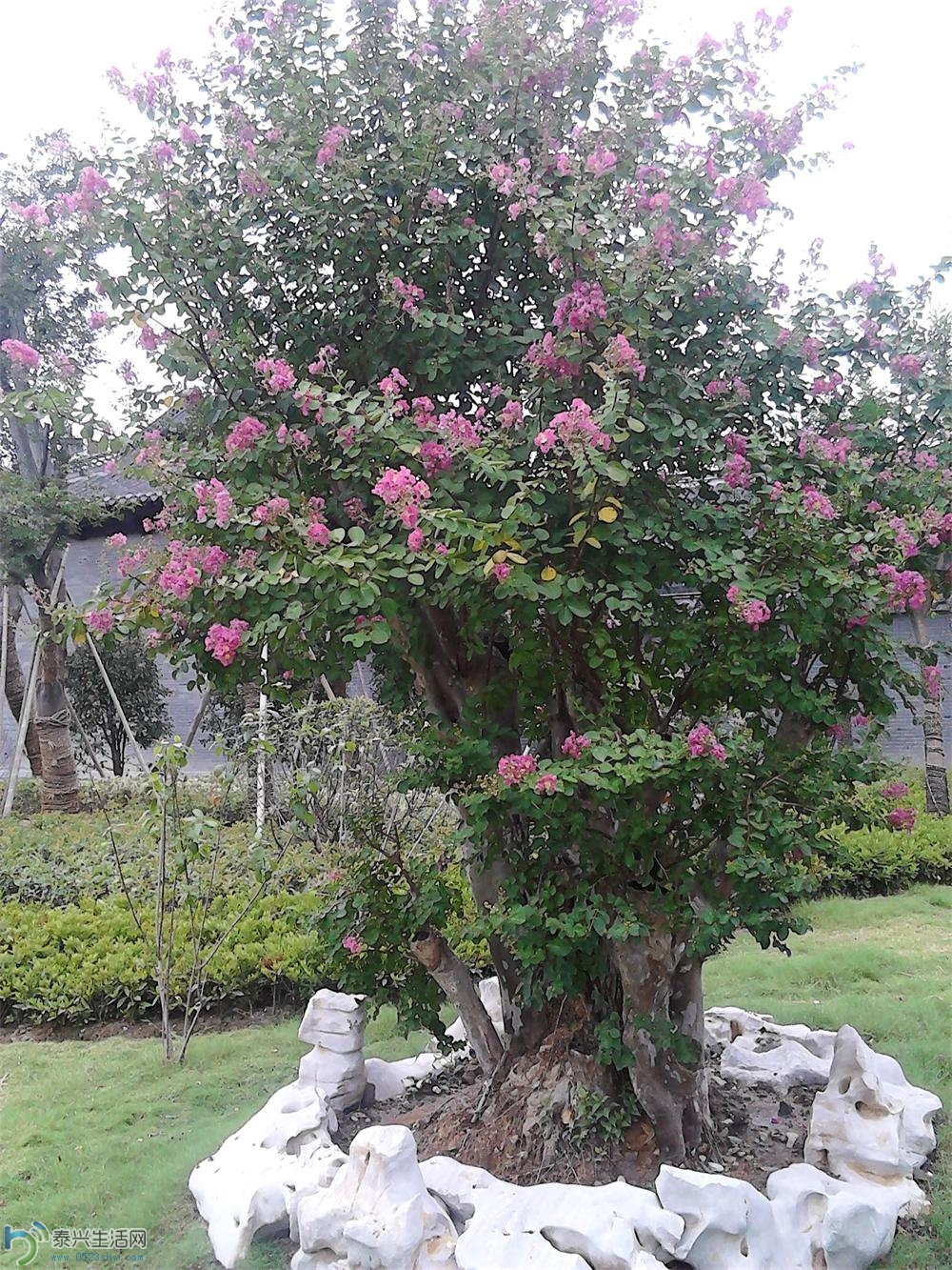 IMG_20130803_105137.JPG