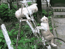 584342051668970442.gif