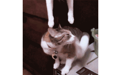 740842138803006894.gif