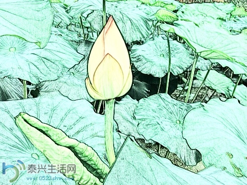 image.jpg