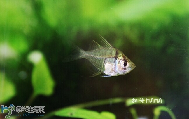 huaniao6.jpg