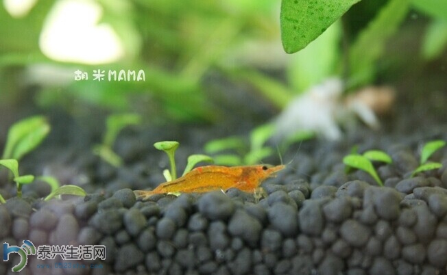 huaniao9.jpg