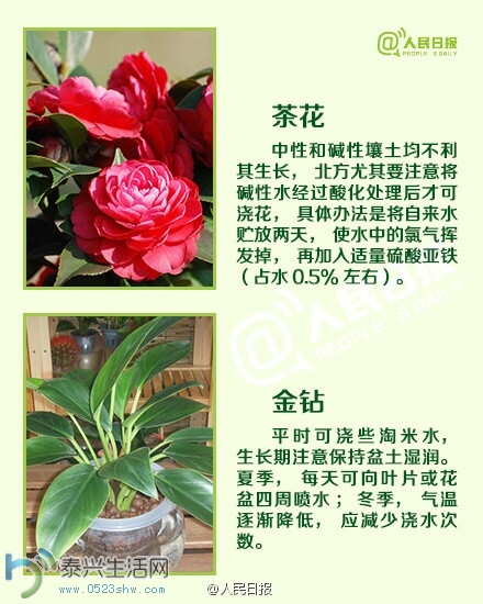 jiaoh4.jpg
