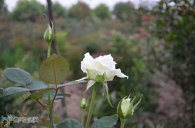 DSC_1174_.jpg