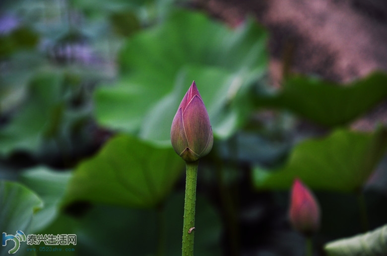DSC_1189_.jpg