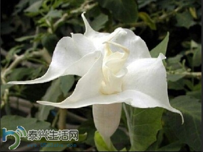 duhua8.jpg