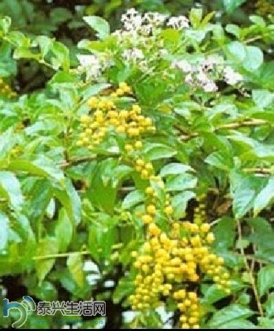 duhua7.jpg