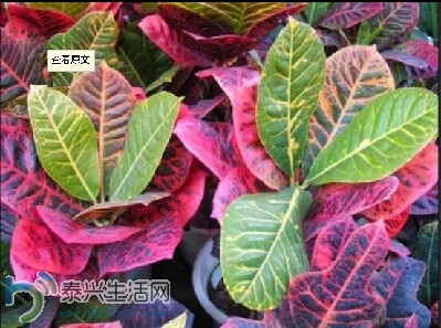 duhua3.jpg