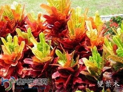 duhua2.jpg