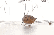 20140722093903_40747.gif