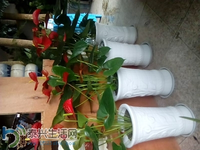124013ep44eszsll15swsl.jpg
