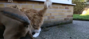 201412061321198bf20.gif