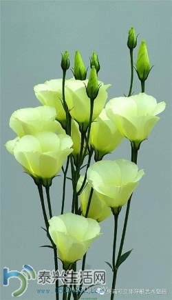194412c7f4r95kkz77i6a6.webp