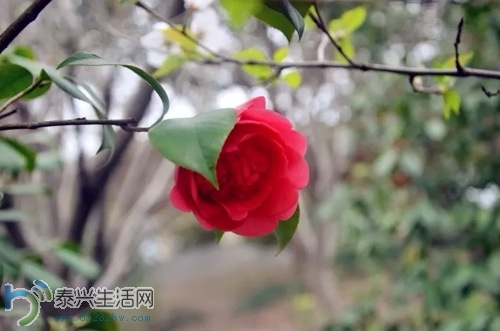 image.jpg