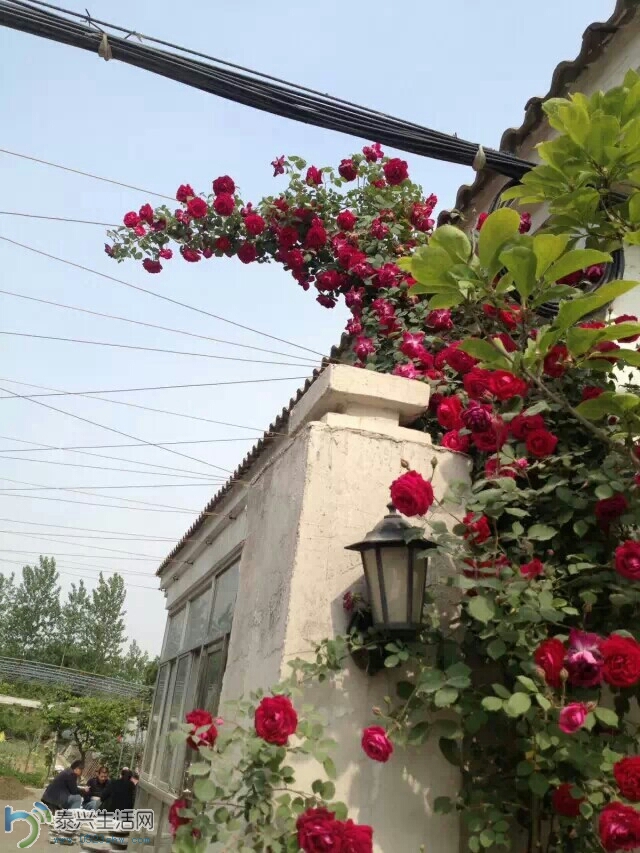 131417dzhv563sfsfi39t9.jpeg