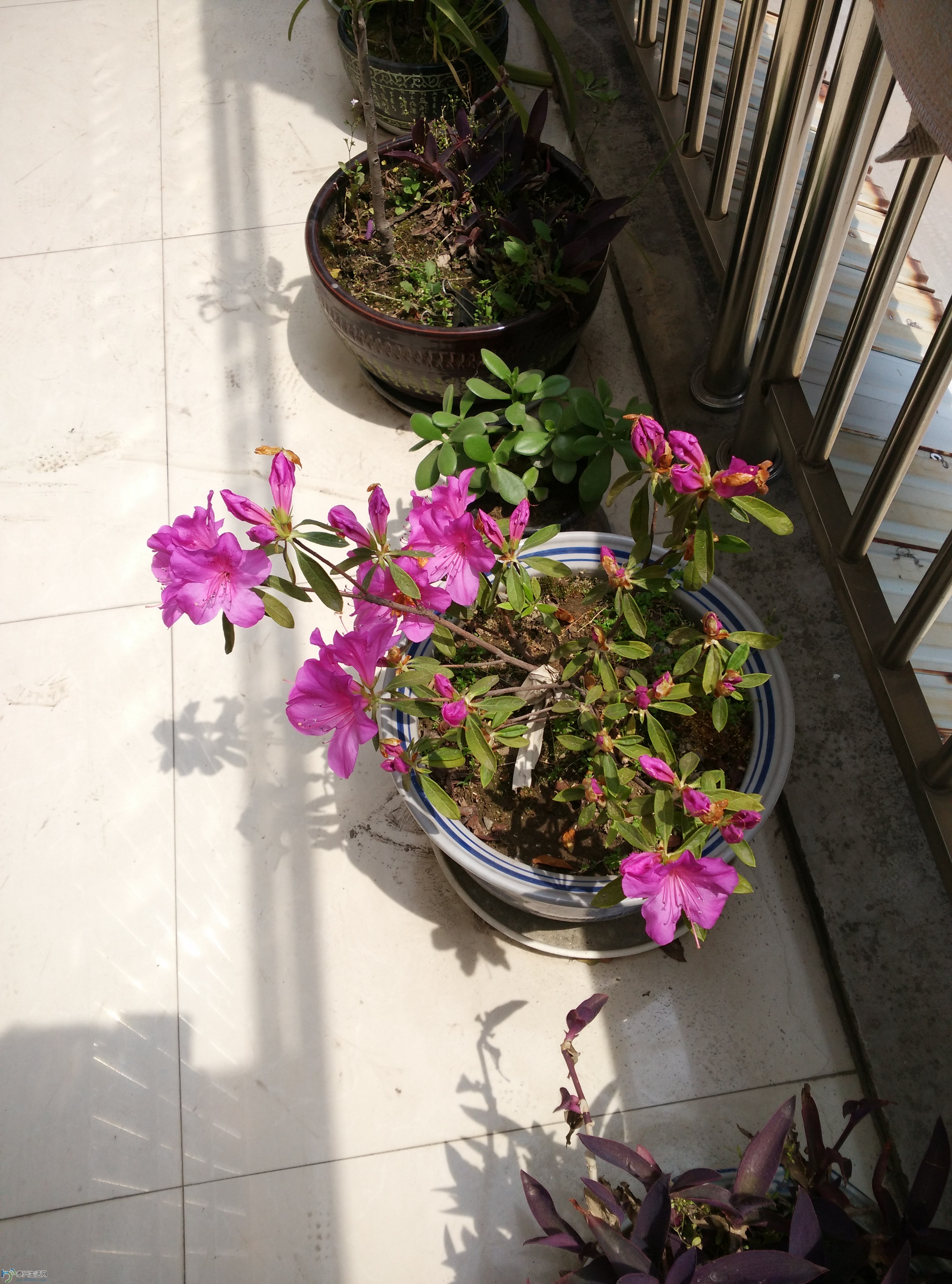 IMG_20150427_122944.jpg
