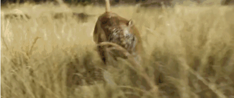 17.gif