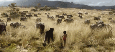 14.gif