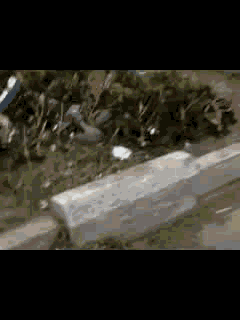 0 (3).gif
