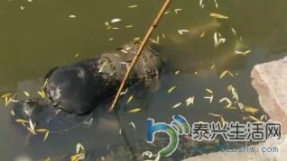 QQ截图20160726100518.jpg