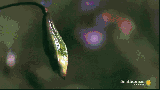 4e21b78.gif