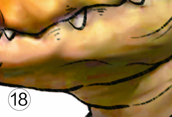 ƴͼ-18.jpg