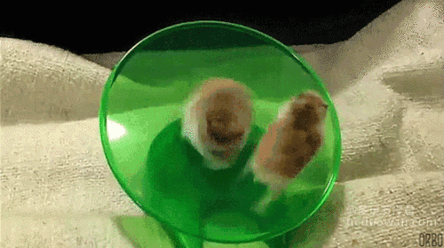 11.gif