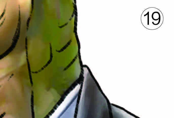 ƴͼ-19.jpg