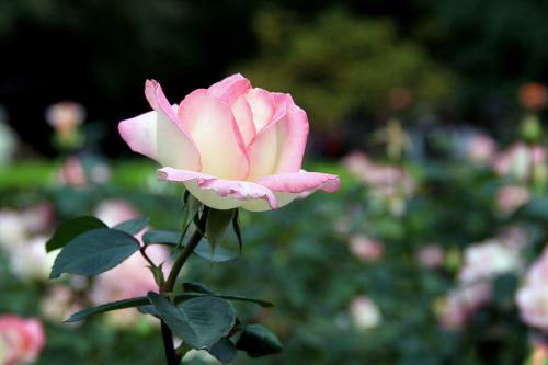 u=245094712,1335087751&amp;fm=26&amp;gp=0.jpg